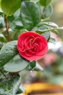 Camellia (Camellia japonica 'Lady Campbell'), BS Sämann, Germany