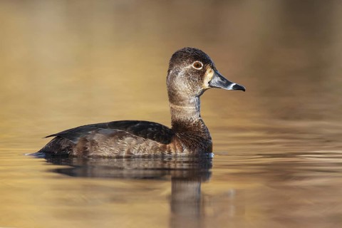 Ring-necked Duck (Aythya collaris) female, British Columbia, Canada