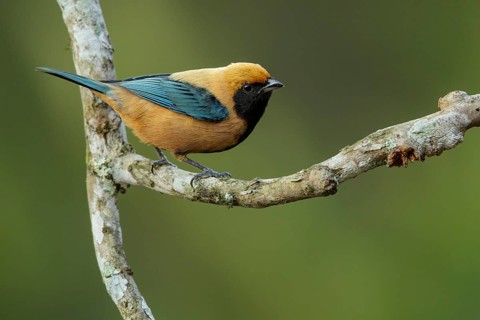 Burnished-buff Tanager (Tangara cayana) perched on a branch in the Atlantic Rainforest Region of