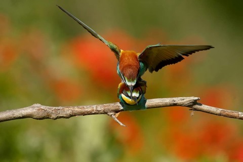 European Bee-eater (Merops apiaster) pair mating, Piedmont, Italy
