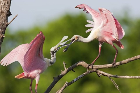 Roseate Spoonbill (Platalea ajaja), Texas, USA