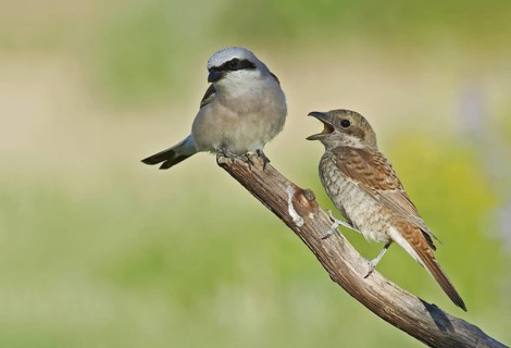 Red-backed Shrike (Lanius collurio) male with begging juvenile, Aosta Valley, Italy