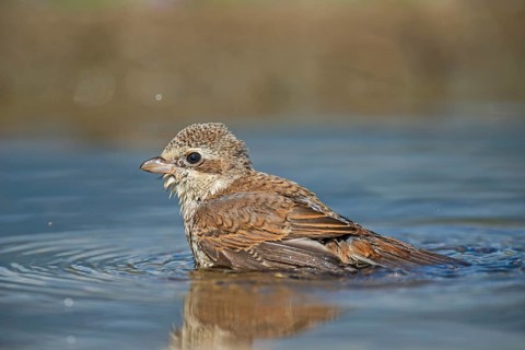Red-backed Shrike (Lanius collurio) juvenile bathing, Aosta Valley, Italy