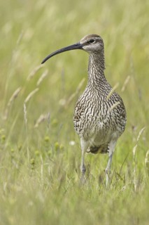 Whimbrel (Numenius phaeopus), Iceland