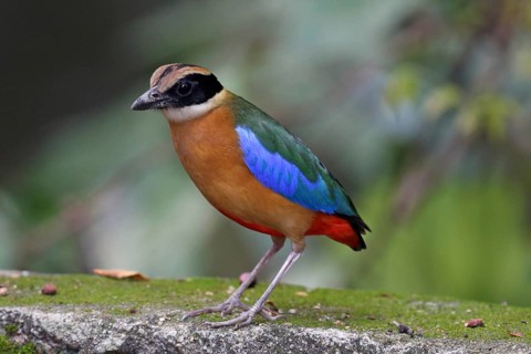 Blue-winged Pitta (Pitta moluccensis), Penang, Malaysia