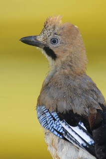 Eurasian Jay (Garrulus glandarius) juvenile, Andalusia, Spain