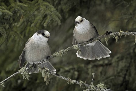 Grey Jay (Perisoreus canadensis), Saskatchewan, Canada