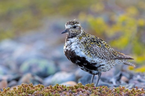 Golden plover, (Pluvialis apricaria), Charadrius apricaria, plover family, Varanger, Finnmark,