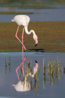 Greater Flamingo (Phoenicopterus roseus) foraging in shallow water, Greece