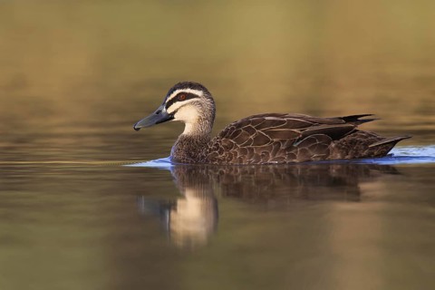 Pacific Black Duck (Anas superciliosa), Victoria, Australia