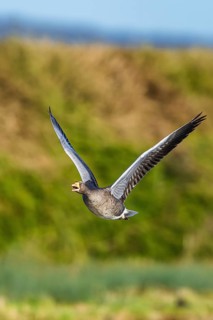 Greylag Goose, Anser anser, bird in flight over winter marshes