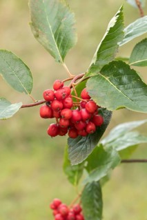Dwarf rowan (Sorbus chamaemespilus), Stork Botanical Garden for the Blind, Germany