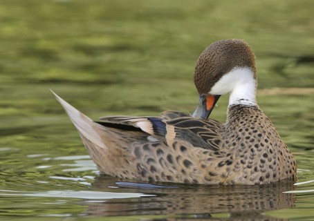 White-cheeked Pintail (Anas bahamensis), Arizona, USA