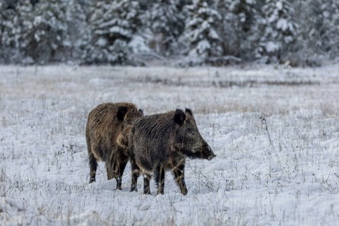 Once again, the wild boar (Sus scrofa) stops while the boar catches up on further odour