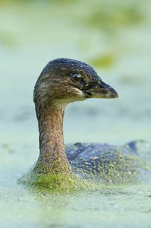 Pied-billed Grebe (Podilymbus podiceps), Texas, USA