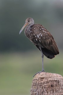 Limpkin (Aramus guarauna), Florida, USA