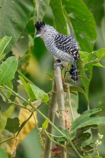 Barred Antshrike (Thamnophilus doliatus) perched on a branch in the Pantanal region of Brazil