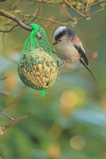 Long-tailed Tit (Aegithalos caudatus), hanging on a tit dumpling, Arnsberg, North Rhine-Westphalia,