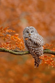 Ural Owl, Strix uralensis, sitting on tree branch, at orange leaves oak forest