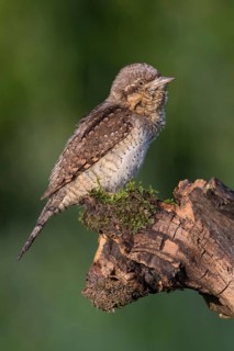 Eurasian Wryneck (Jynx torquilla) perched on a stump, Poland