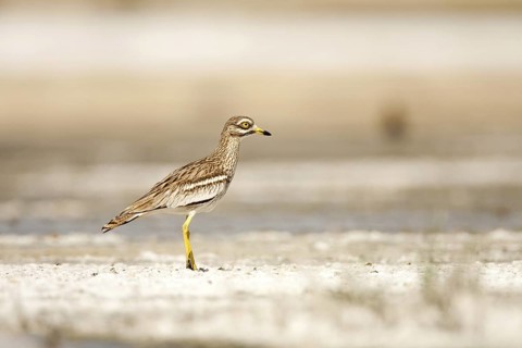 Eurasian Stone-curlew (Burhinus oedicnemus), Castile-La Mancha, Spain