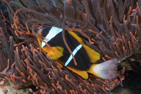 Allard's clownfish (Amphiprion allardi)