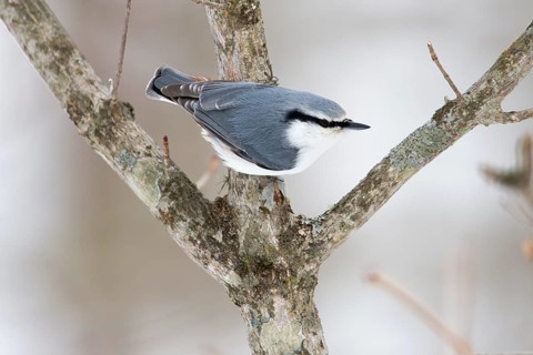 Eurasian Nuthatch (Sitta europaea clara), Hokkaido, Japan