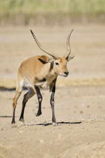 Southern lechwe (Kobus leche) running in the dessert, captive, distribution Africa
