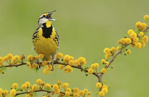 Eastern Meadowlark (Sturnella magna) singing, Texas, USA