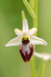 Ragwort in splendour (Ophrys splendida), flower, Provence, southern France