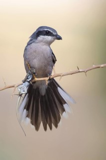 Southern Grey Shrike (Lanius meridionalis) male, Castile-La Mancha, Spain