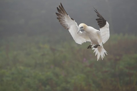 Northern Gannet (Morus bassanus) flying, Quebec, Canada
