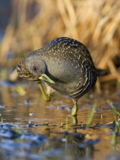 Australian Crake (Porzana fluminea), Australian Capital Territory, Australia