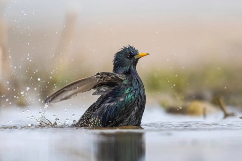 Common Starling (Sturnus vulgaris) bathing, North Rhine-Westphalia, Germany