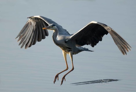 Grey heron (Ardea cinerea) approaching a shallow water zone of a lake, Lower Saxony, Germany