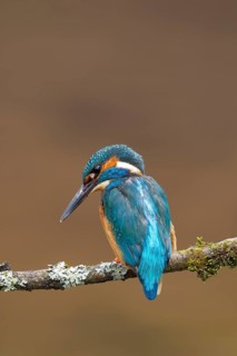 Common kingfisher (Alcedo atthis) adult male bird on a tree branch, England, United Kingdom