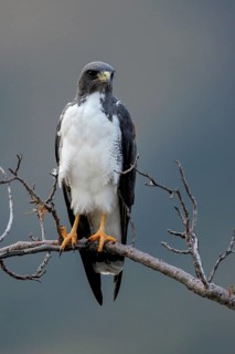 White-tailed Hawk (Geranoaetus albicaudatus) perched on a branch in the grasslands of Guyana