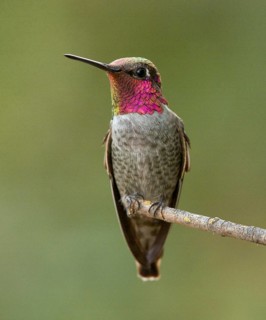 Male Anna's Hummingbird (Calypte anna) perched on a twig