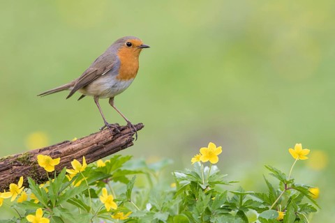 European Robin (Erithacus rubecula) perched on an old tree trunk amongst flowers, Poland