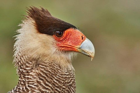 Southern Crested Caracara (Caracara plancus), Brazil