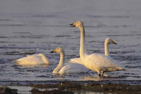 Whooper Swan (Cygnus cygnus), Lower Saxony, Germany