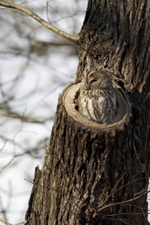 Tawny Owl (Strix aluco), Saxony, Germany