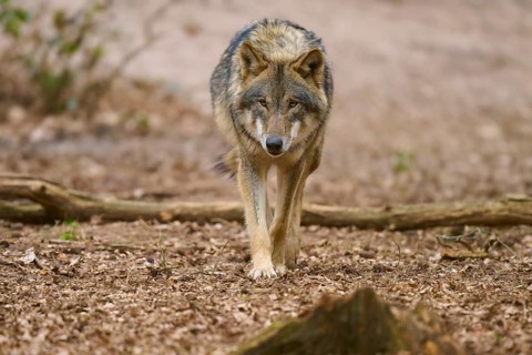 A pacing wolf in the forest, observing the surroundings with a keen eye, Wolf (Canis Lupus),