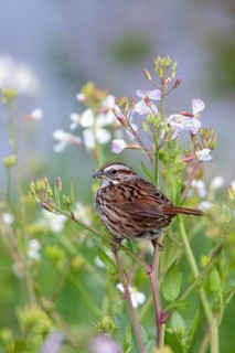 Song Sparrow Melospiza melodia Arcata, California, United States 26 April Adult Emberizidae