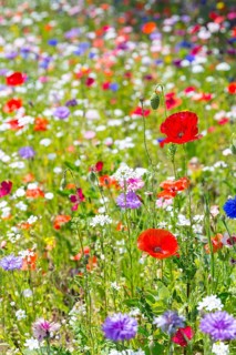 Colourful and species-rich flowering meadow in bloom, Saxony, Germany