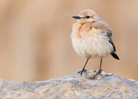 Isabelline Wheatear (Oenanthe isabellina), Asturias, Spain