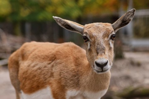 Portrait of female Blackbuck antelope