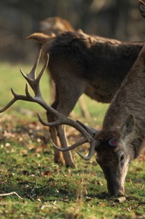 Red deer (Cervus elaphus) with one antler, the other already shed, Allgäu, Bavaria, Germany