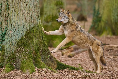A wolf puts its paws on a tree in the forest, Wolf (Canis Lupus), Germany