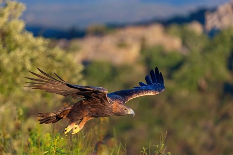 Golden Eagle, (Aquila chrysaetos), bird of prey, family of hawk-like birds, flight, biotope,